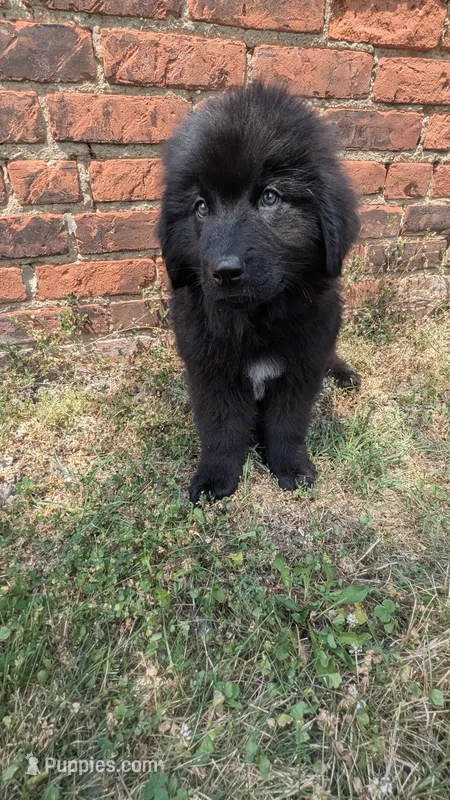 Puppertin – Newfoundland puppy for sale in Cleveland, OH
