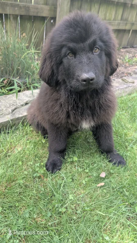Puppertin – Newfoundland puppy for sale in Cleveland, OH