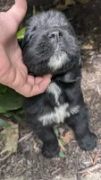 Arthur, a male Newfoundland for sale in Cleveland, OH – 3 of 6