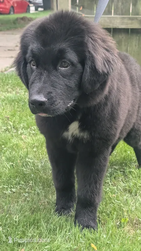 Ruby – Newfoundland puppy for sale in Cleveland, OH