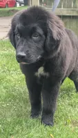 Ruby, a female Newfoundland for sale in Cleveland, OH – 5 of 6