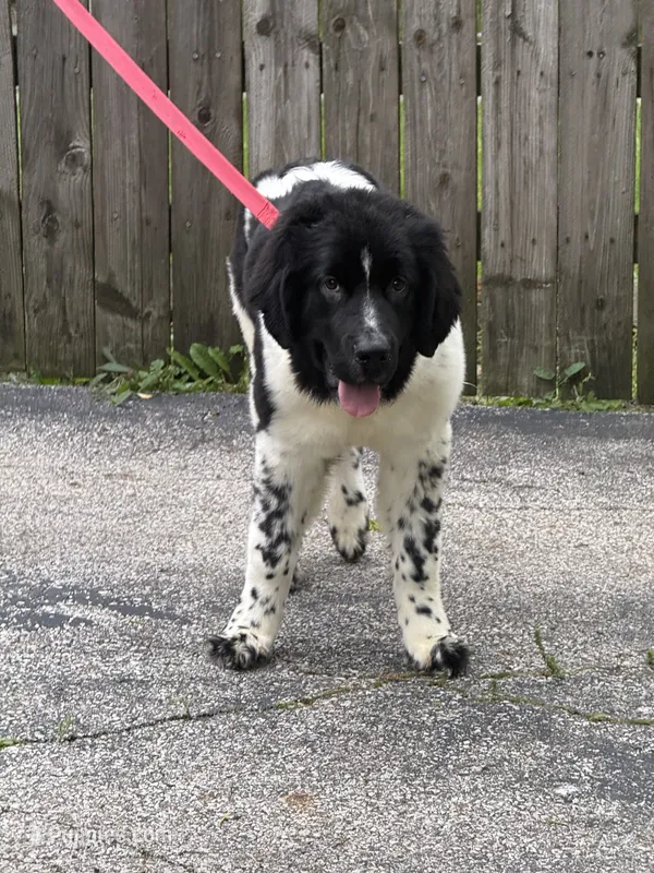 Sophie  – Newfoundland puppy for sale in Cleveland, OH