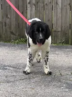 Sophie , a female Newfoundland for sale in Cleveland, OH – 4 of 10