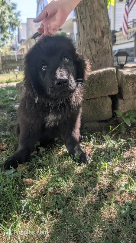 Puppertin – Newfoundland puppy for sale in Cleveland, OH