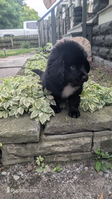Puppertin – Newfoundland puppy for sale in Cleveland, OH