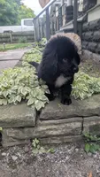 Puppertin, a male Newfoundland for sale in Cleveland, OH – 2 of 8