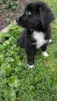 Francesca, a female Newfoundland for sale in Cleveland, OH – 3 of 6