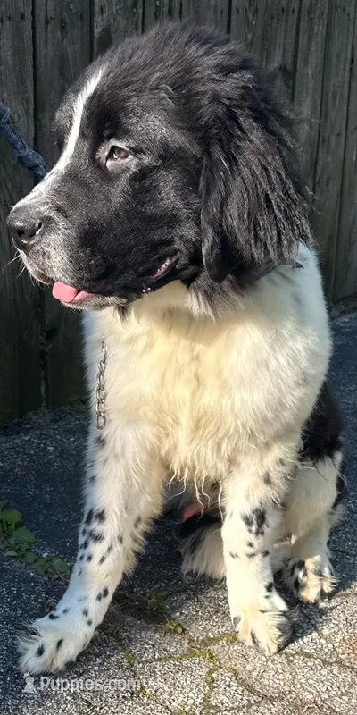 Charlie price reduction  – Newfoundland puppy for sale in Cleveland, OH