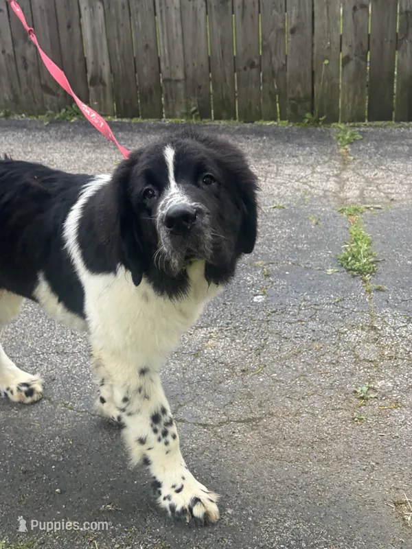 Johnny  – Newfoundland puppy for sale in Cleveland, OH