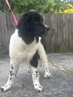Rosie (hold), a female Newfoundland for sale in Cleveland, OH – 8 of 10