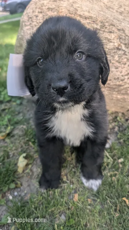 Elias – Newfoundland puppy for sale in Cleveland, OH