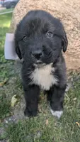 Elias, a male Newfoundland for sale in Cleveland, OH – 1 of 10