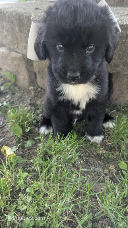Elias – Newfoundland puppy for sale in Cleveland, OH