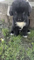 Elias, a male Newfoundland for sale in Cleveland, OH – 3 of 10