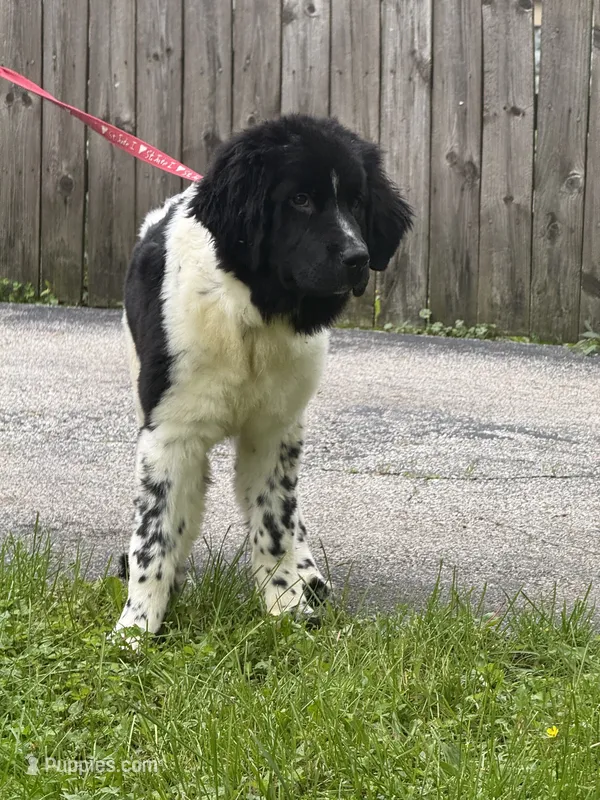 Gracie  – Newfoundland puppy for sale in Cleveland, OH