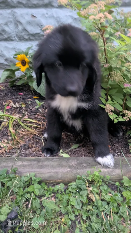 Forrest – Newfoundland puppy for sale in Cleveland, OH