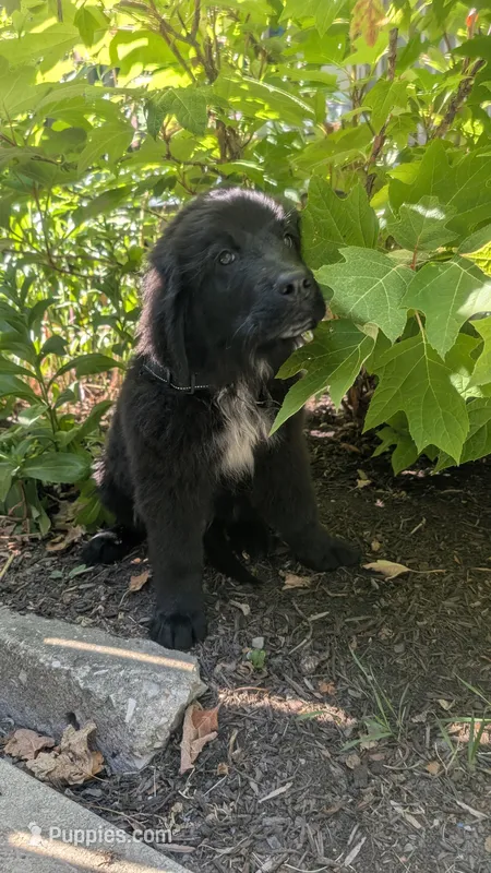 Forrest – Newfoundland puppy for sale in Cleveland, OH