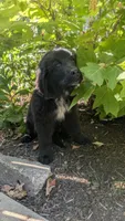 Forrest, a female Newfoundland for sale in Cleveland, OH – 5 of 8