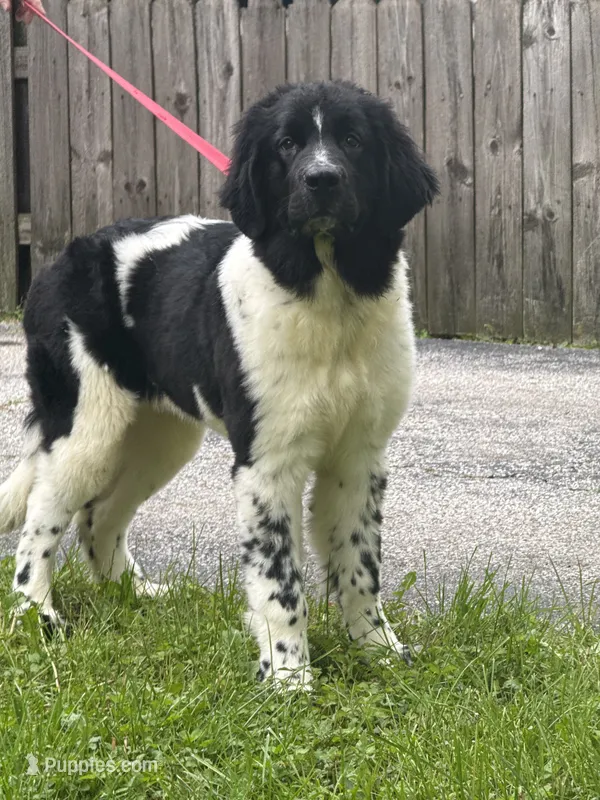 Sophie  – Newfoundland puppy for sale in Cleveland, OH