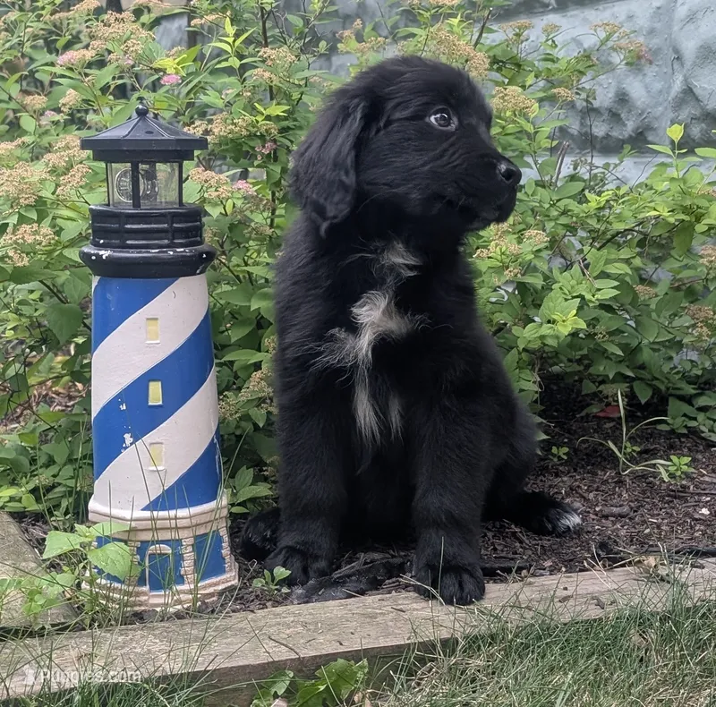 Ruby – Newfoundland puppy for sale in Cleveland, OH