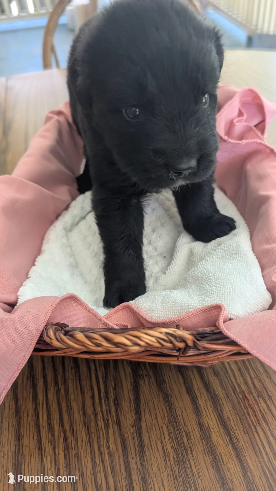 Luna, a female Newfoundland for sale in Cleveland, OH – 1 of 10