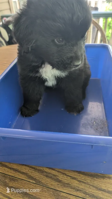 Puppertin – Newfoundland puppy for sale in Cleveland, OH
