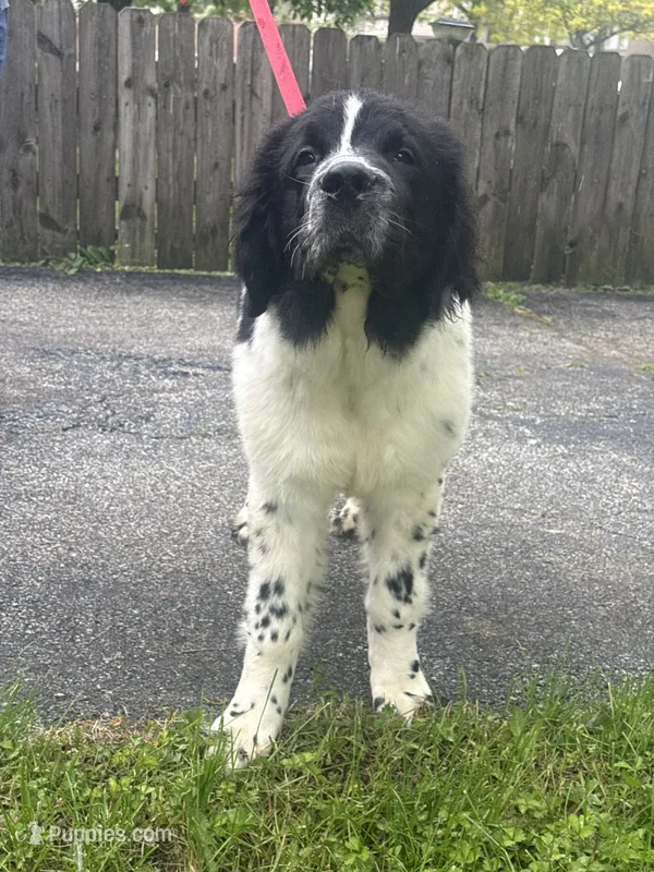 Johnny  – Newfoundland puppy for sale in Cleveland, OH