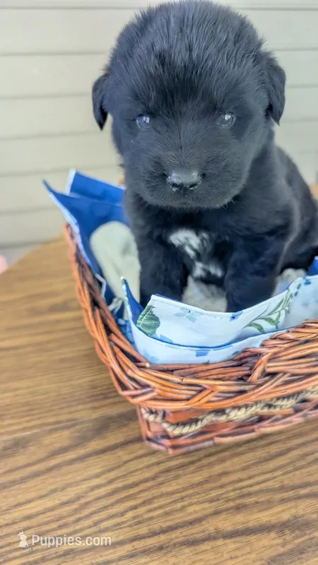 Puppertin – Newfoundland puppy for sale in Cleveland, OH