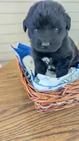 Puppertin, a male Newfoundland for sale in Cleveland, OH – 1 of 5