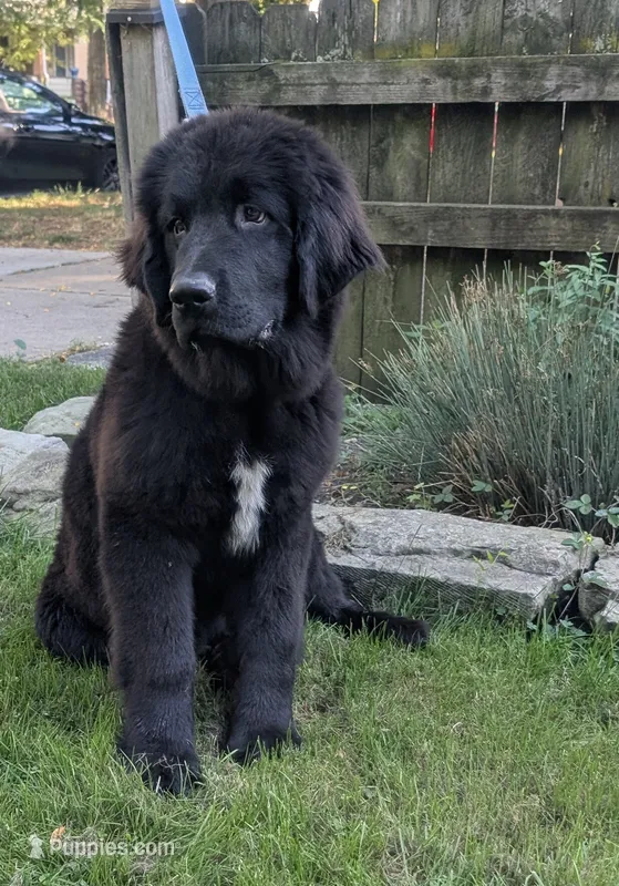 Sammy – Newfoundland puppy for sale in Cleveland, OH