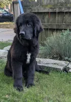 Sammy, a male Newfoundland for sale in Cleveland, OH – 1 of 8