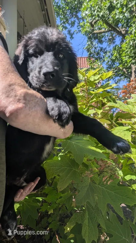 Elias – Newfoundland puppy for sale in Cleveland, OH