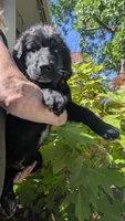 Elias, a male Newfoundland for sale in Cleveland, OH – 4 of 6