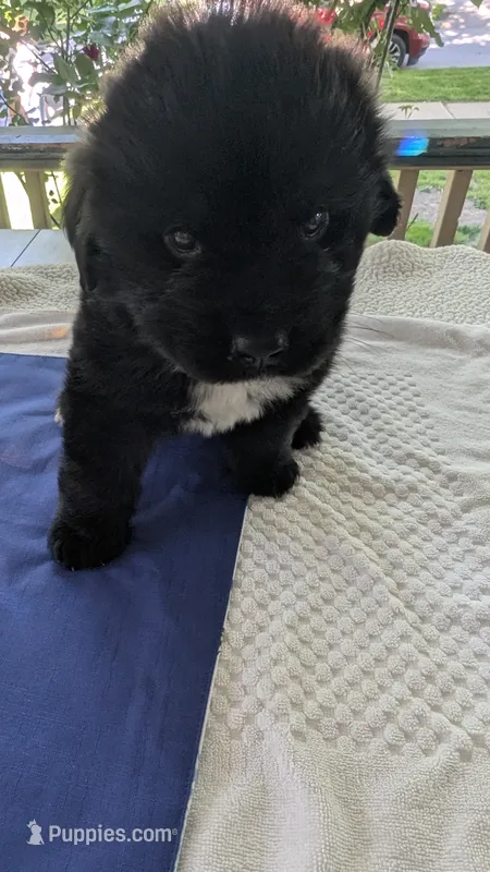 Forrest – Newfoundland puppy for sale in Cleveland, OH