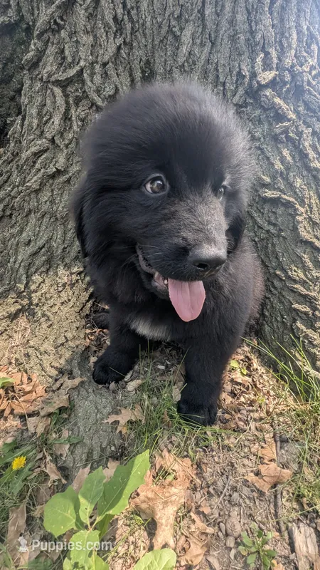 Puppertin – Newfoundland puppy for sale in Cleveland, OH