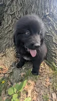Puppertin, a male Newfoundland for sale in Cleveland, OH – 2 of 10