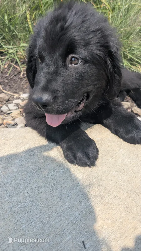 Sammy – Newfoundland puppy for sale in Cleveland, OH