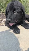 Sammy, a male Newfoundland for sale in Cleveland, OH – 6 of 8