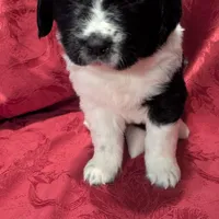 Rosie, a female Newfoundland for sale in Cleveland, OH – Photo 1 of 8