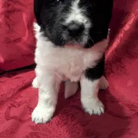 Rosie, a female Newfoundland for sale in Cleveland, OH – Photo 2 of 8