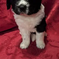 Rosie, a female Newfoundland for sale in Cleveland, OH – Photo 8 of 8