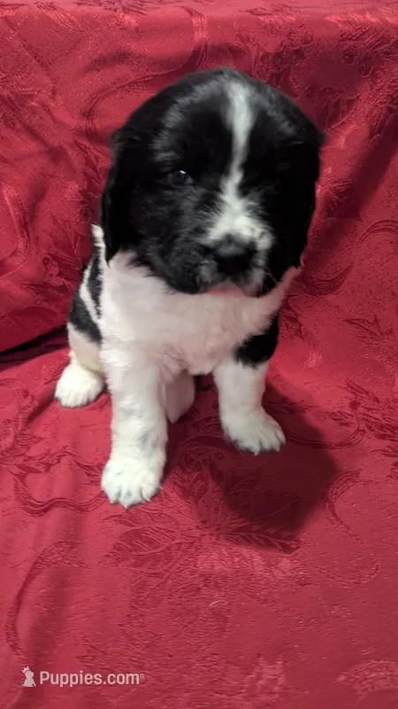 Rosie – Newfoundland puppy for sale in Cleveland, OH