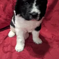 Rosie, a female Newfoundland for sale in Cleveland, OH – Photo 4 of 8