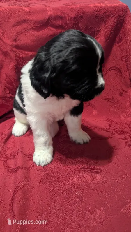 Rosie – Newfoundland puppy for sale in Cleveland, OH