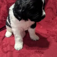 Rosie, a female Newfoundland for sale in Cleveland, OH – Photo 3 of 8