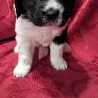 Rosie, a female Newfoundland for sale in Cleveland, OH – Photo 7 of 8