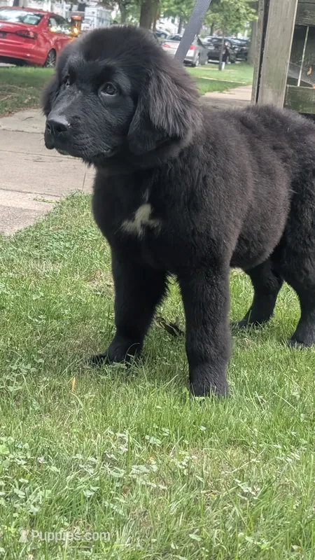 Ruby – Newfoundland puppy for sale in Cleveland, OH