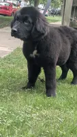 Ruby, a female Newfoundland for sale in Cleveland, OH – 2 of 6