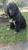 Forrest, a male Newfoundland for sale in Cleveland, OH – 7 of 8