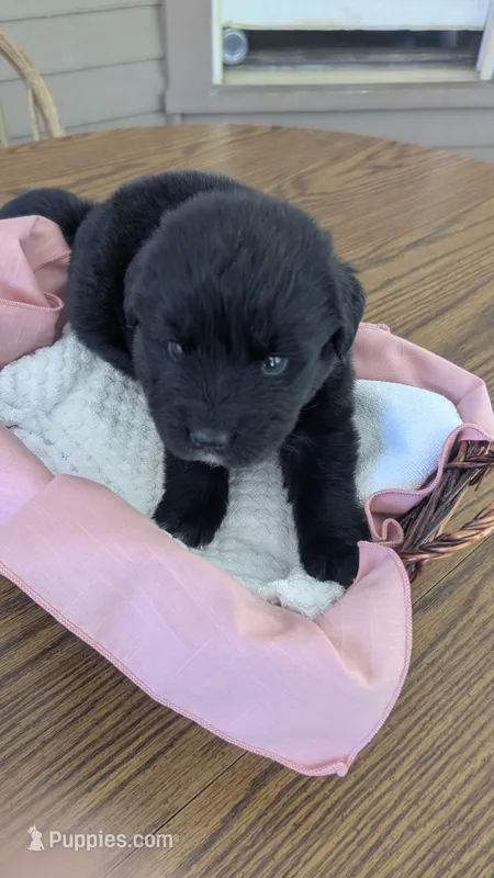 Ruby – Newfoundland puppy for sale in Cleveland, OH